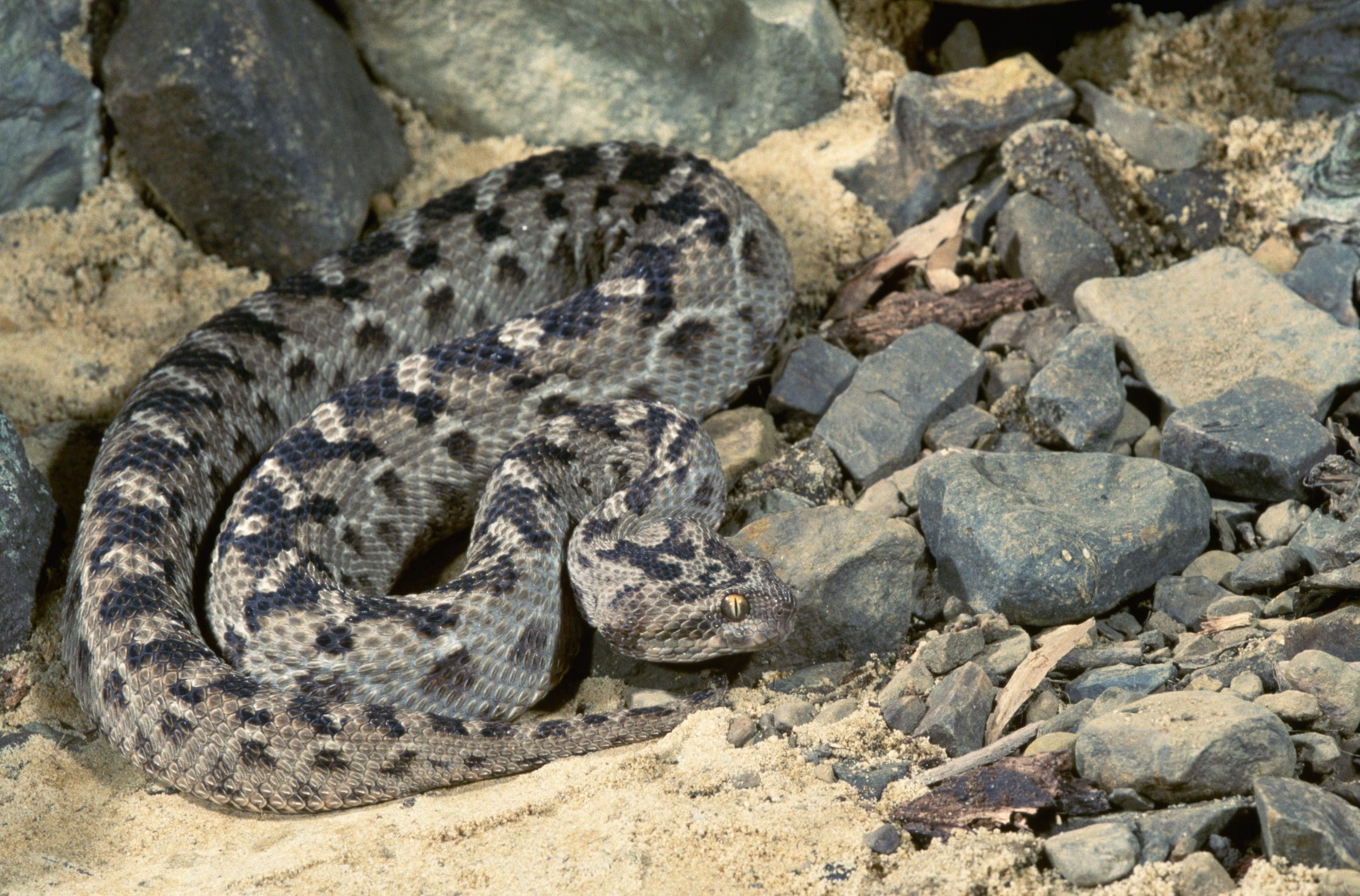 the 10 deadliest snakes in africa